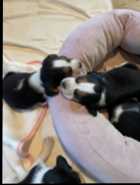 Beagle Puppies - Photo 7 of 10