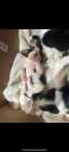 Beagle puppies for sale soon! - Photo 1 of 2