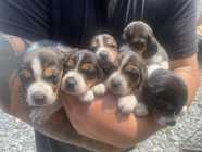 Beagle puppues