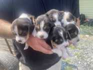 Beagle puppues - Photo 1 of 3