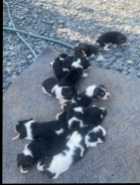 Beagle puppues - Photo 2 of 3
