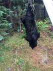 Bear skin 