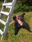 Bear skin  - Photo 1 of 2