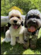 Beautiful cockapoo puppies