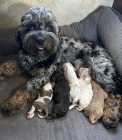 Beautiful cockapoo puppies - Photo 1 of 23