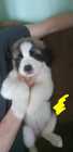 St bernard pups  - Photo 1 of 9