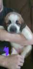 St bernard pups  - Photo 3 of 9