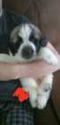 St bernard pups  - Photo 6 of 9