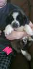 St bernard pups  - Photo 2 of 3