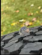 Winter Tires and Rims for truck - Photo 2 of 5