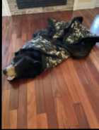Black Bear Rug - Photo 3 of 4