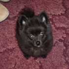 Black Pom