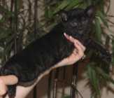 Black savannah kitten