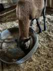 Blackbelly Lambs