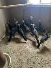 Blackbelly Lambs - Photo 1 of 4