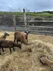 Blackbelly Lambs - Photo 2 of 4