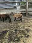 Blackbelly Lambs - Photo 3 of 4