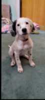 Blue Belton English Setter Puppy (Female) For Sale
