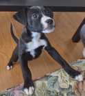 11 week old Boxer Pitbull for sale. Please call or ...