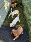 English Setter Pups