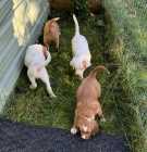 English Setter Pups - Photo 2 of 3