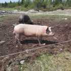 Boar Pig For Sale
