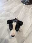 Border collie pups - Photo 1 of 3