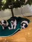 Border collie pups - Photo 1 of 2