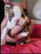 Boston Terrier Puppies