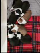 Boston Terrier Puppies - Photo 1 of 10