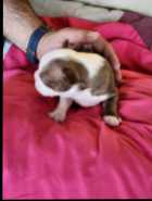 Boston Terrier Puppies - Photo 9 of 10