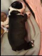 Boston Terrier Puppies - Photo 2 of 10