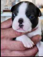 Boston Terrier Puppies - Photo 3 of 10