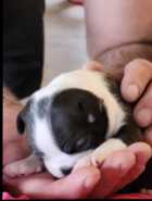 Boston Terrier Puppies - Photo 4 of 10