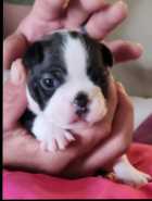 Boston Terrier Puppies - Photo 5 of 10
