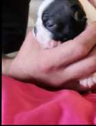 Boston Terrier Puppies - Photo 6 of 10