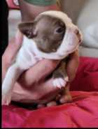 Boston Terrier Puppies - Photo 7 of 10