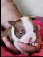 Boston Terrier Puppies - Photo 8 of 10