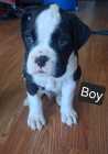 Boxer Puppies