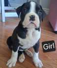 Boxer Puppies