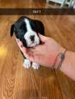 Boxer Puppies