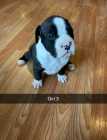 Boxer Puppies - Photo 1 of 5