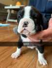 Boxer Puppies - Photo 2 of 5