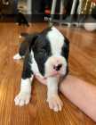 Boxer Puppies - Photo 3 of 5