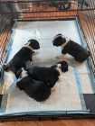 Boxer Puppies - Photo 4 of 5