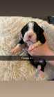 Boxer Puppies - Photo 1 of 8