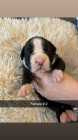 Boxer Puppies - Photo 2 of 8