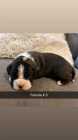 Boxer Puppies - Photo 4 of 8