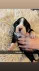 Boxer Puppies - Photo 5 of 8