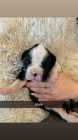 Boxer Puppies - Photo 6 of 8